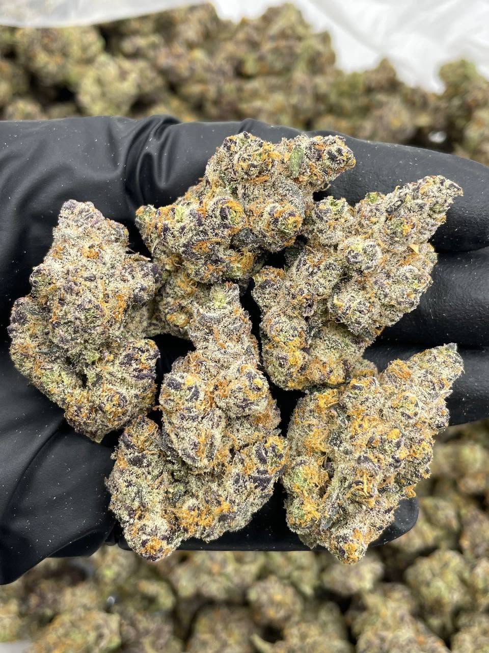 Garlic Pop Rocks strain Garlic Pop Rocks strain