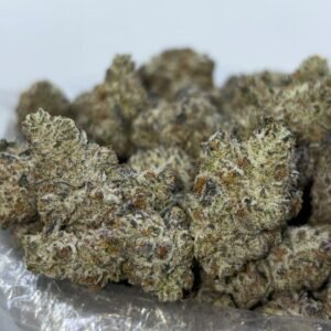 Dom Berrignon strain
