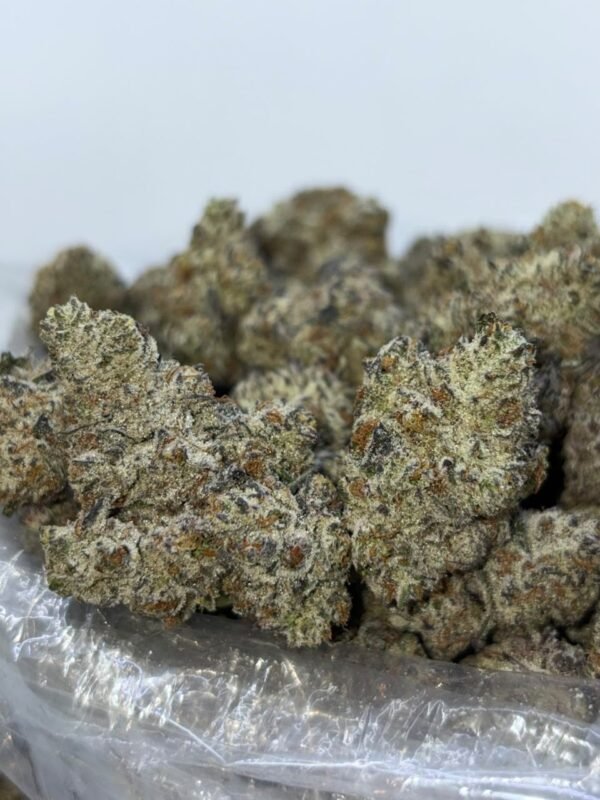 Dom Berrignon strain