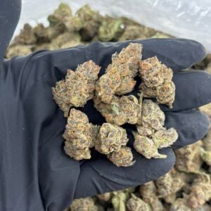 Forum Cookies Indoor Cannabis Strain is a premium indoor-grown cannabis flower known for its distinctive aroma, flavorful profile, and dense, visually appealing buds. Often associated with the Cookies family, Forum Cookies is appreciated by adult cannabis consumers for its balanced terpene character and carefully cultivated indoor quality.