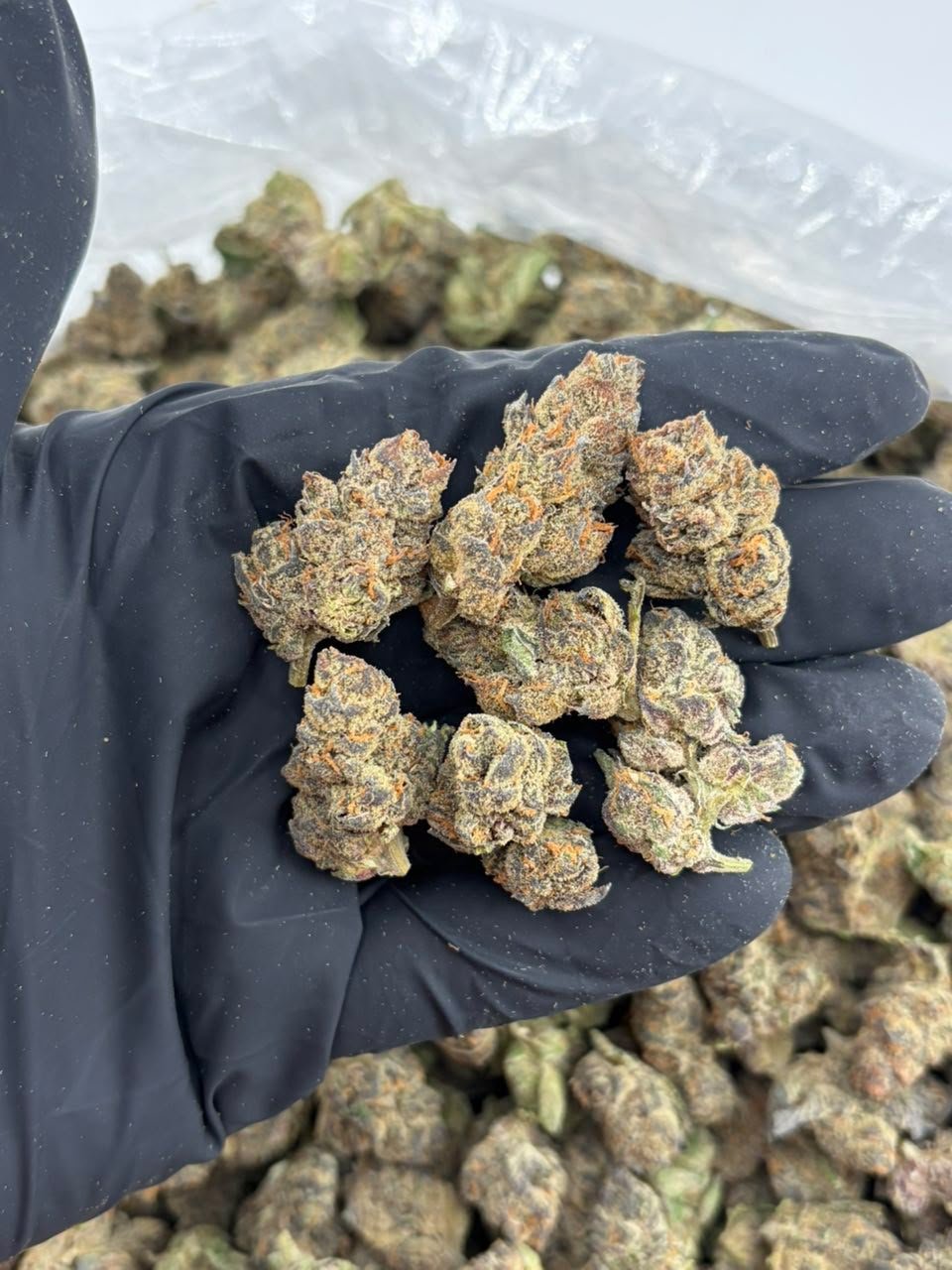 Forum Cookies Indoor Cannabis Strain is a premium indoor-grown cannabis flower known for its distinctive aroma, flavorful profile, and dense, visually appealing buds. Often associated with the Cookies family, Forum Cookies is appreciated by adult cannabis consumers for its balanced terpene character and carefully cultivated indoor quality. Forum Cookies Indoor Cannabis Strain is a premium indoor-grown cannabis flower known for its distinctive aroma, flavorful profile, and dense, visually appealing buds. Often associated with the Cookies family, Forum Cookies is appreciated by adult cannabis consumers for its balanced terpene character and carefully cultivated indoor quality.